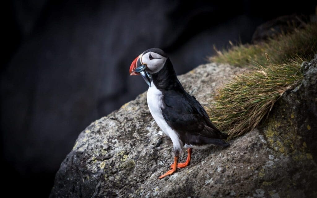 Puffin