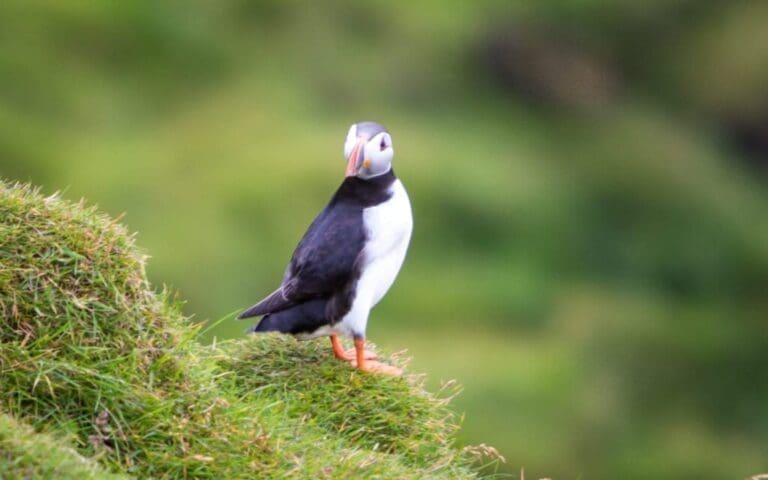 Puffin