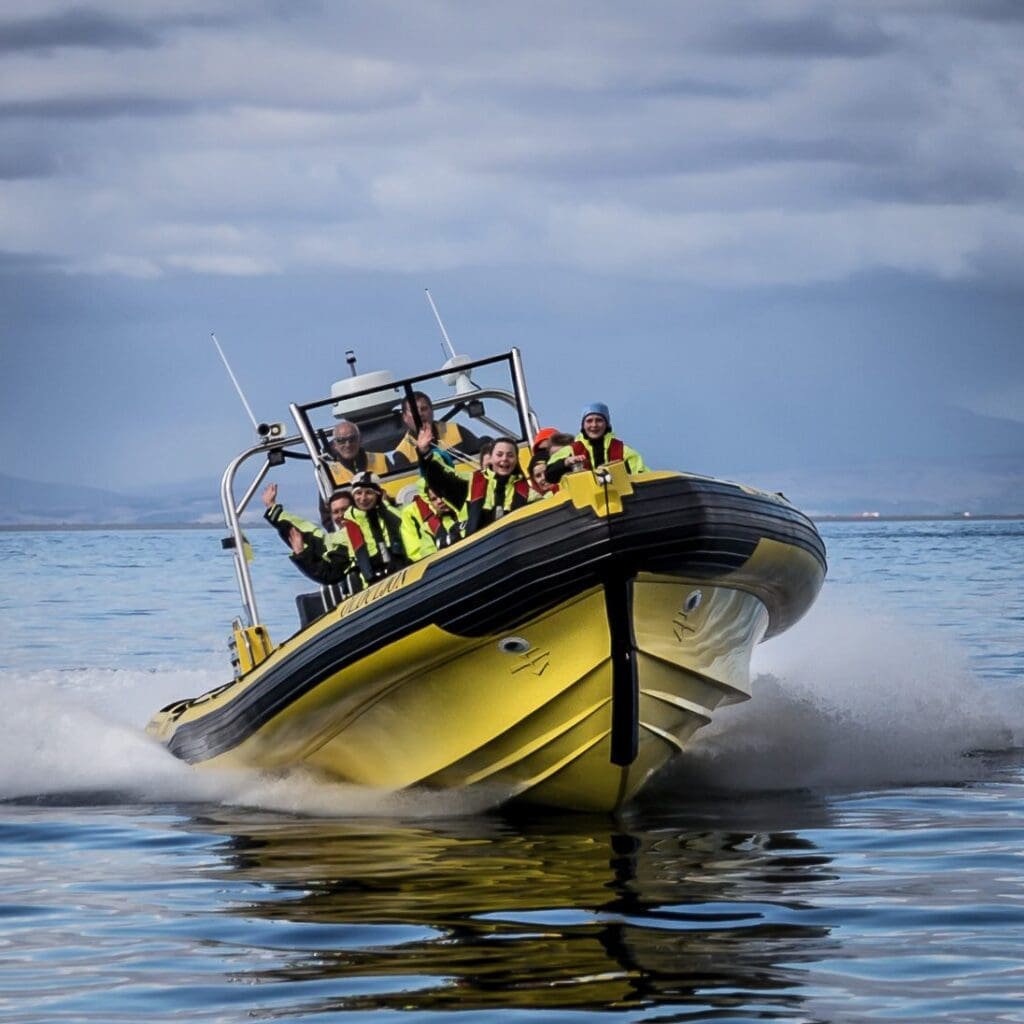 Ribsafari boat tours In Westman Islands