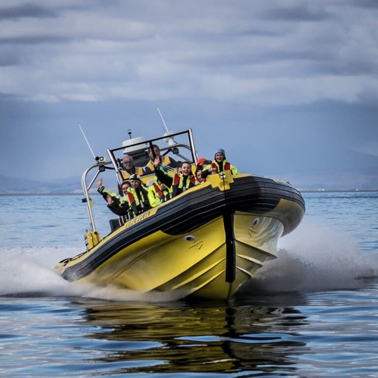 Ribsafari boat tours In Westman Islands
