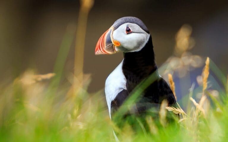 Puffin in Westman Islands